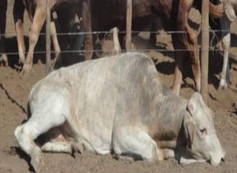 Ganaderos Alerta Por El Gabarro