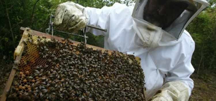 Mueren abejas por rara plaga