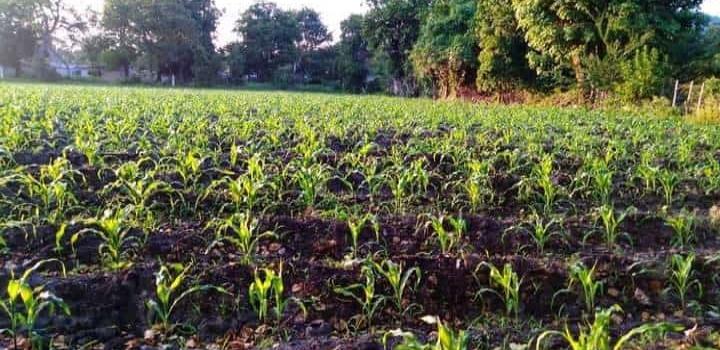 Producirán maíz los municipios