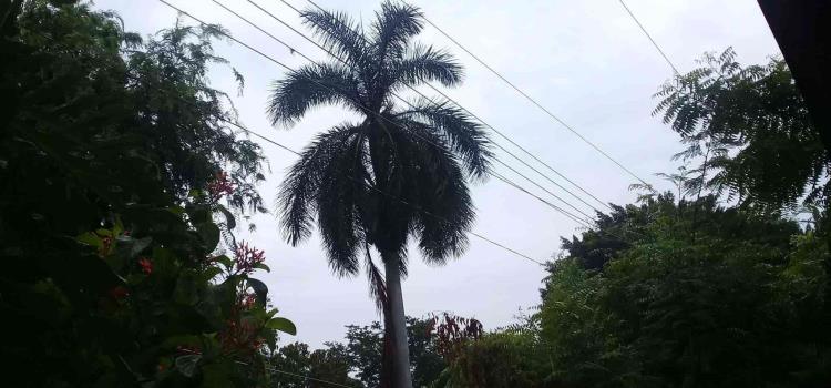 Poda de árboles prioridad de CFE