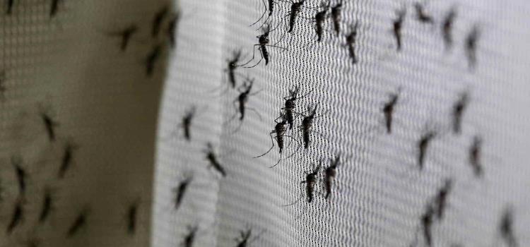 Teme población brote de dengue