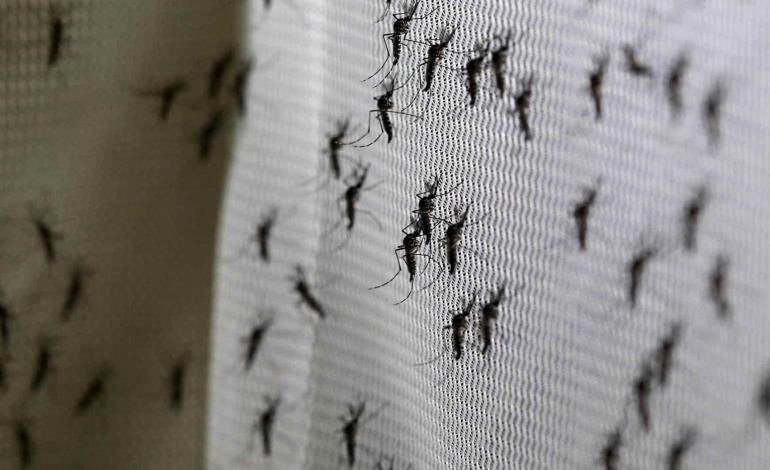 Teme población brote de dengue
