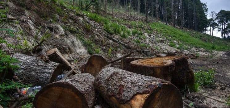 En riesgo bosques por tala clandestina