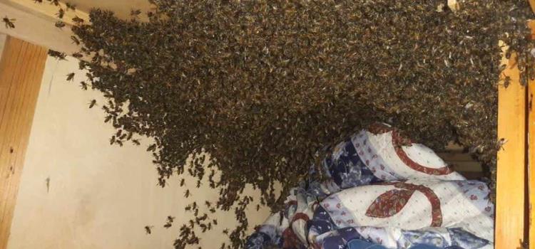 Exhortan cuidarse de enjambres de abejas