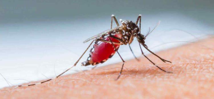 Urgente frenar al dengue en Valles