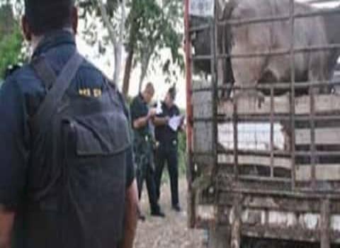 Policías combaten el robo del ganado