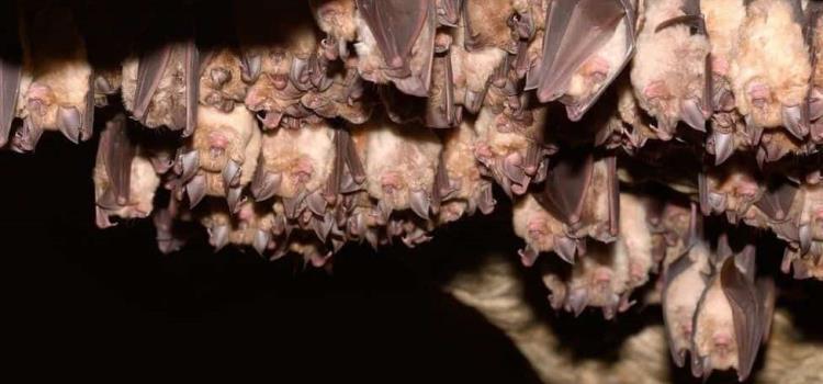 Alerta por colonia de murciélagos