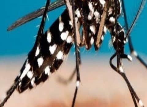 IMSS recomienda prevenir el dengue