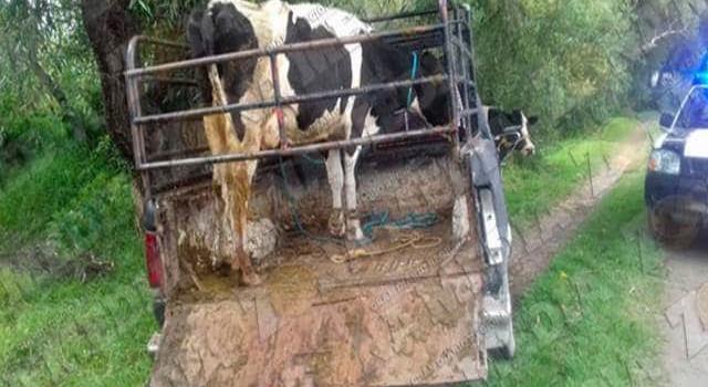 Movilizan ganado ilegal “sin arete”