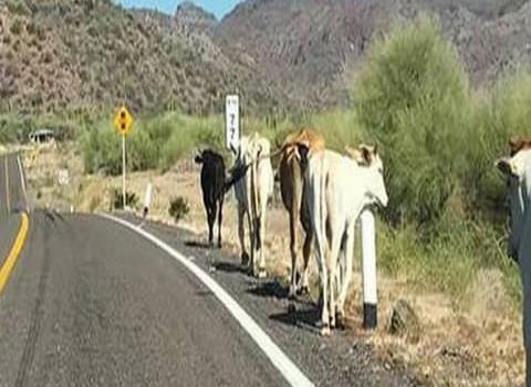 Sin solucionar problema de ganado en carreteras