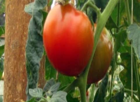Hongos afectan el cultivo de tomate