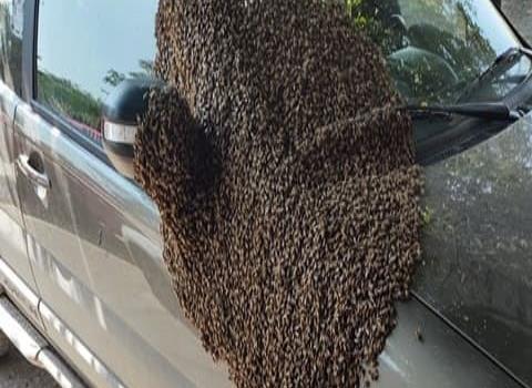 Bomberos acordonaron camioneta con abejas