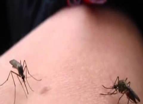 Hay 100 casos de dengue en la región