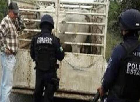Policías combaten el robo de ganado
