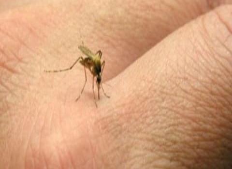Enfermos de dengue podrían reinfectarse