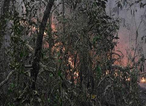 Deforestación en la Amazonía aumentó