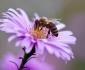 Buscan preservar abeja Melipona