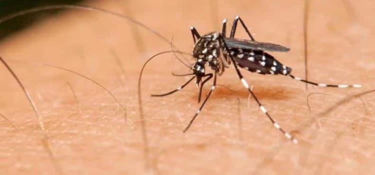 Tres muertos por dengue