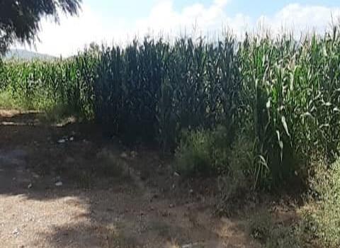 Comercializarán maíz en la zona
