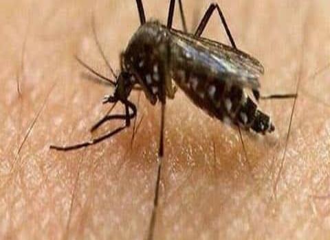 Bajan casos de dengue