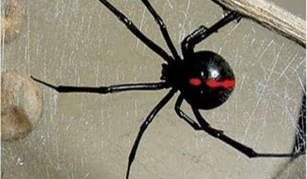 Advierten ante plaga de arañas