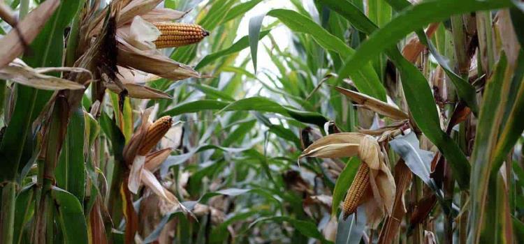 Habrá muy poco maíz se quejan agricultores
