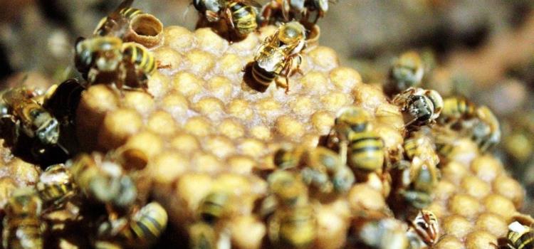 Cambian cría en apicultura 