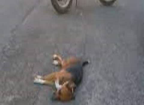Motociclista cayó al atropellar perro