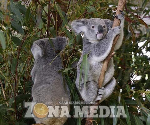 Declararon a los koalas “funcionalmente extintos”