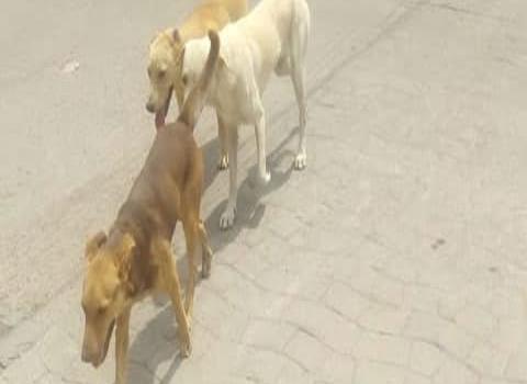 Piden razzia canina en el barrio “Guadalupe”