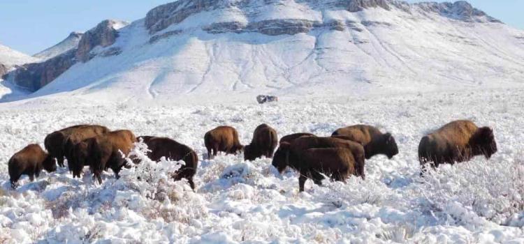 La supuesta caza de bisontes en Coahuila es FAKE
