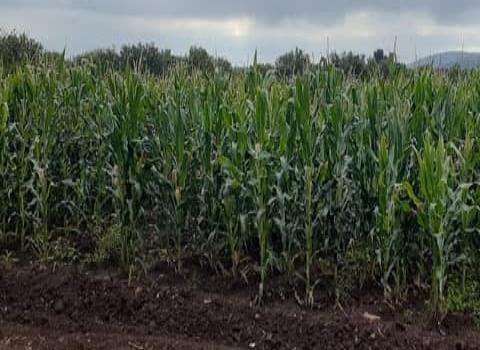 Cultivo de maíz abunda en ejido