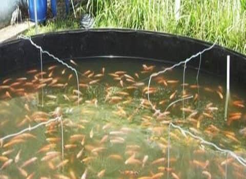 Bajas temperaturas afectan la producción de pescados