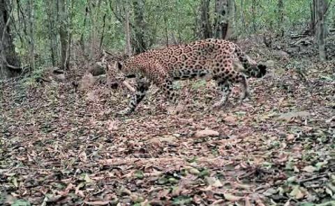 Avistan jaguares en “El Consuelo”