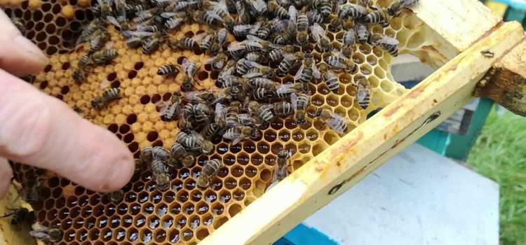 Criarán apicultores las “abejas reinas”