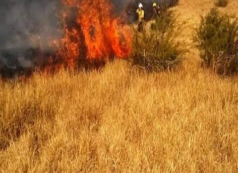 Incendio devastó tres hectáreas de pastizal