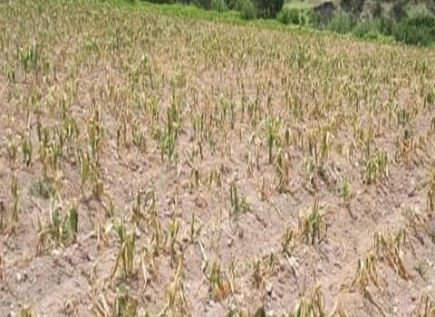 La sequía afectará cultivos de granos