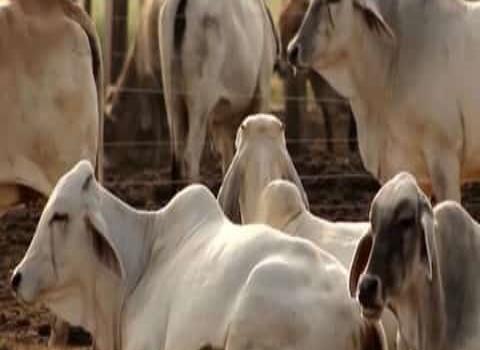 Vacunar el ganado evita enfermedades