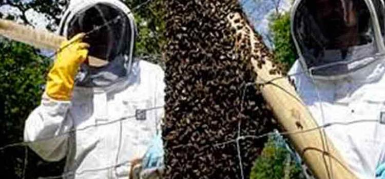 Exhorta a tener cuidado con enjambres de abejas
