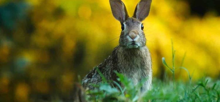 Alerta en SLP por virus en conejos
