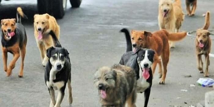 Valles rebasa los 20 mil perros callejeros
