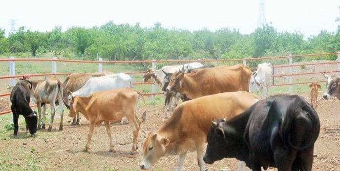 Sequía empieza a afectar al ganado