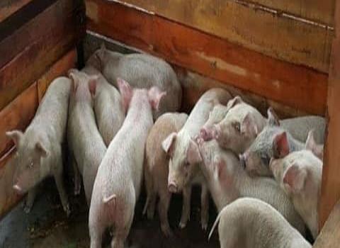 Criaderos de cerdos en la cabecera municipal