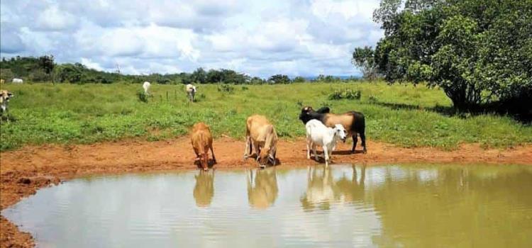 Confían ganaderos en ‘captar’ agua de lluvia
