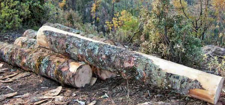 Presentan denuncia por tala de árboles