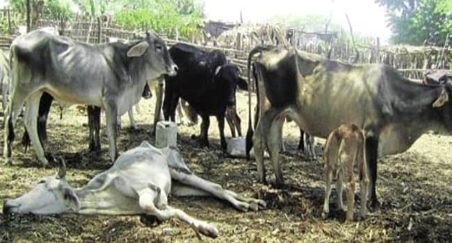 Mata sequía 50 mil vacas