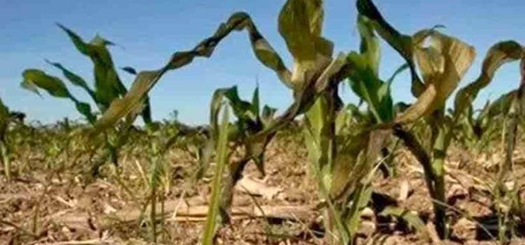 Sequía un peligro para los agrícolas