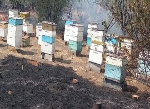 Incendio de pastizales afectó cajas con abejas