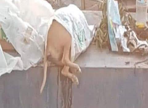Tiran animales muertos a contenedor de basura