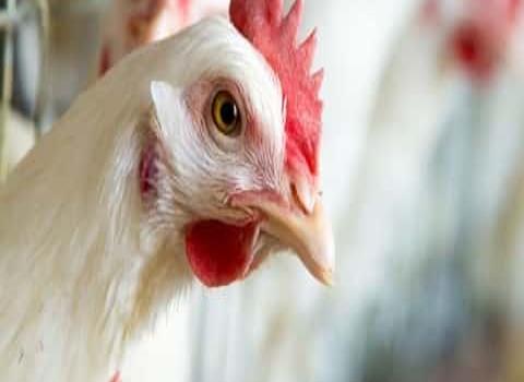 Alertan por gripe aviar